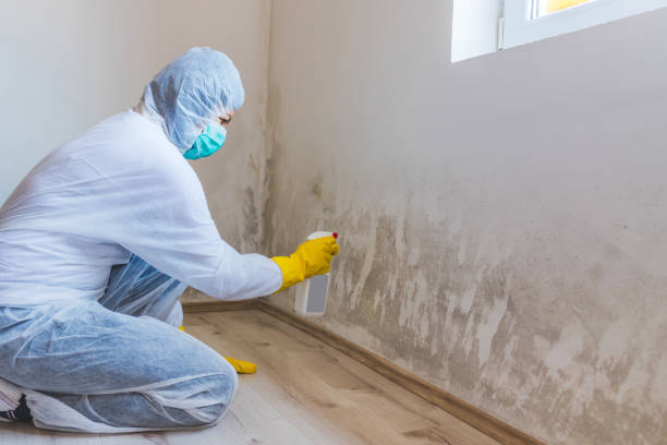 Professional mold removal team in Highland